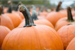 Discover the Ultimate Pumpkin Patch Experience