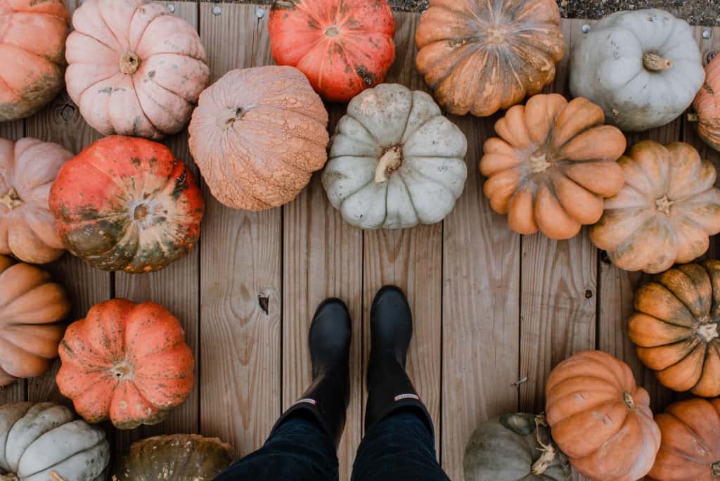 Immerse Yourself in a Pumpkin Wonderland