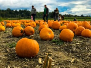 Harvesting and Storing Your Pumpkin