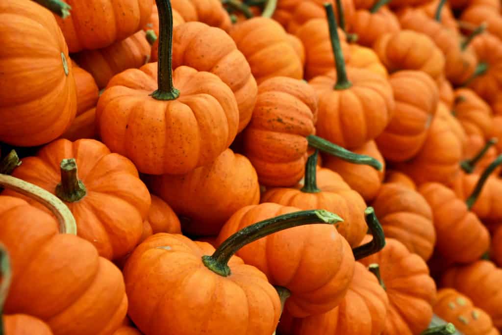 Selecting the Perfect Pumpkin