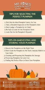 Tips for Finding the Perfect Pumpkin