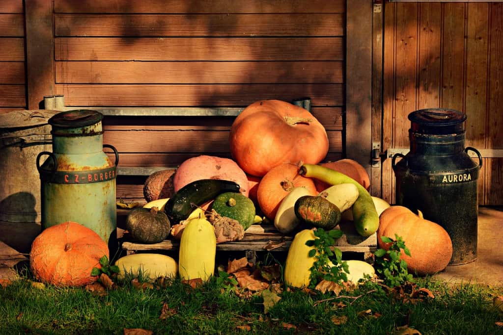 Showcasing the Beauty of Different Pumpkin Varieties