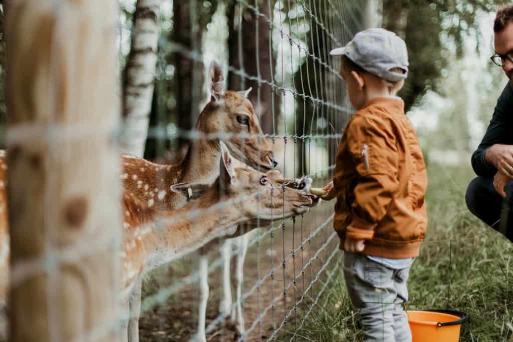 Kid feeding deers on fall pumpkin patch