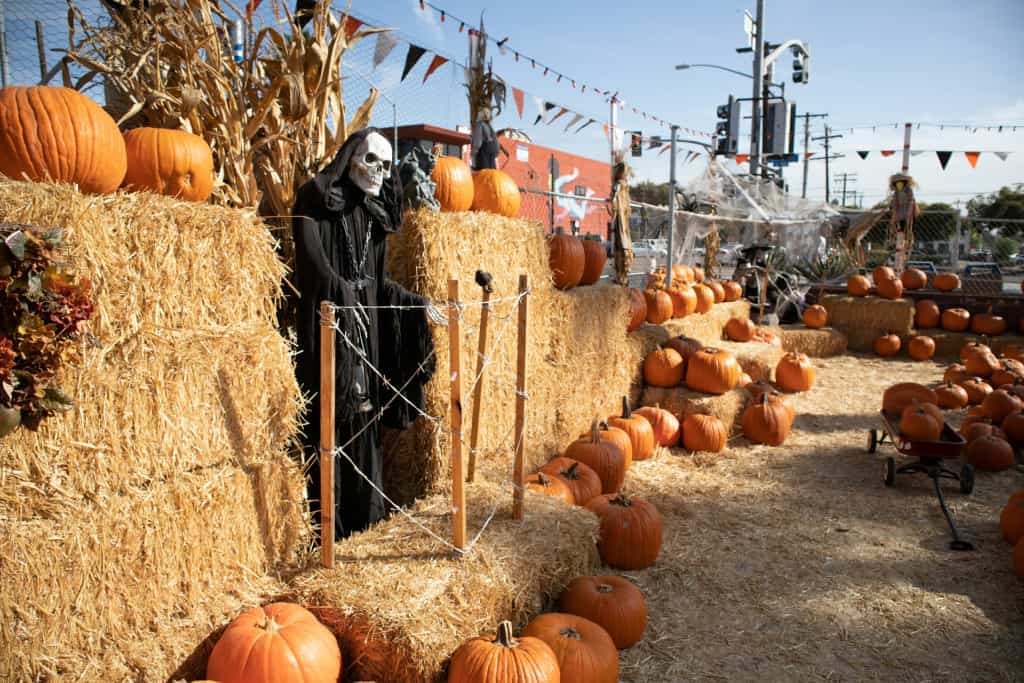 Straw Maze at the fall pumpkin patch