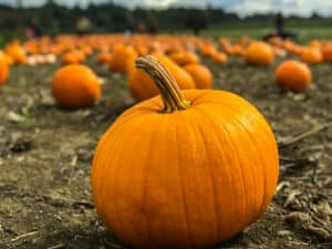 orange pumpkins on gray field in the best pumpkin patch los angeles