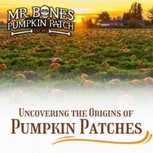 uncovering the origin of pumpkin patches