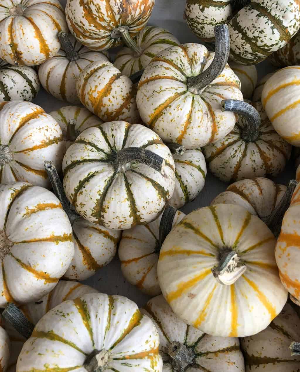 Storing and Preserving Pumpkins Storing and Preserving Pumpkins