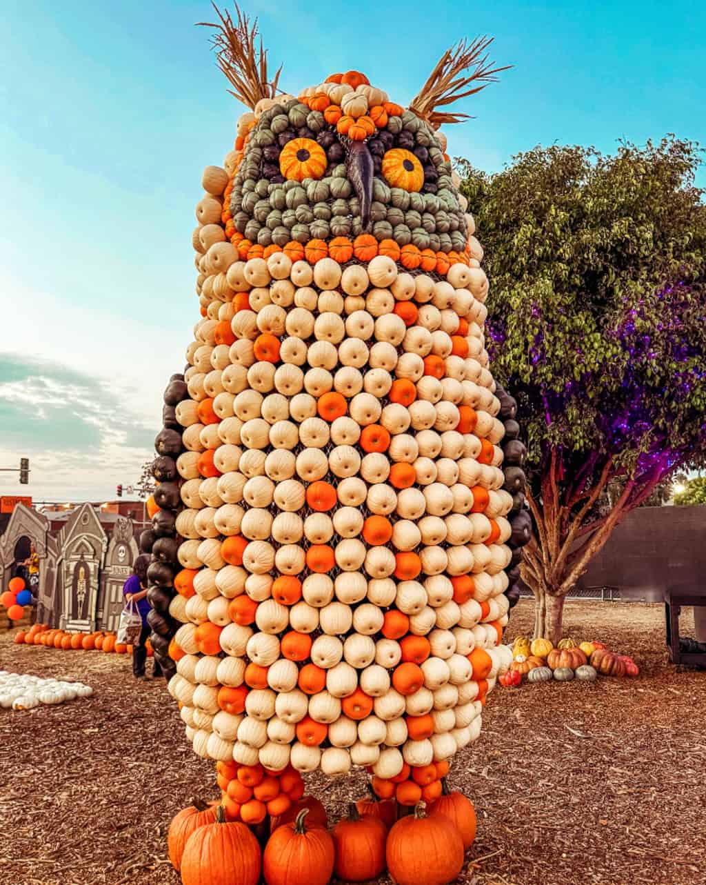When and How to Harvest Pumpkins When and How to Harvest Pumpkins