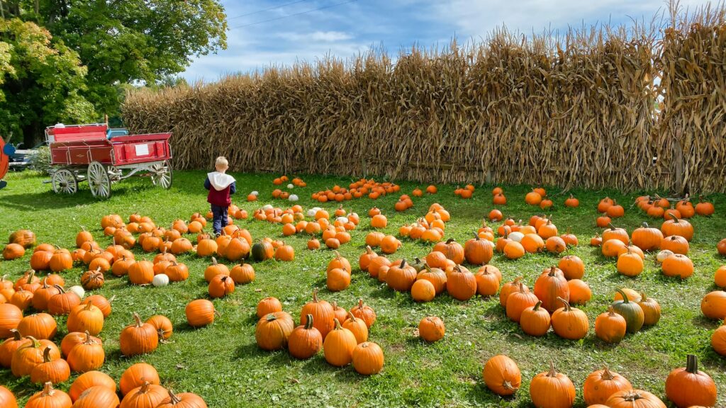a field full of pumpkins sitting on top of lush green field