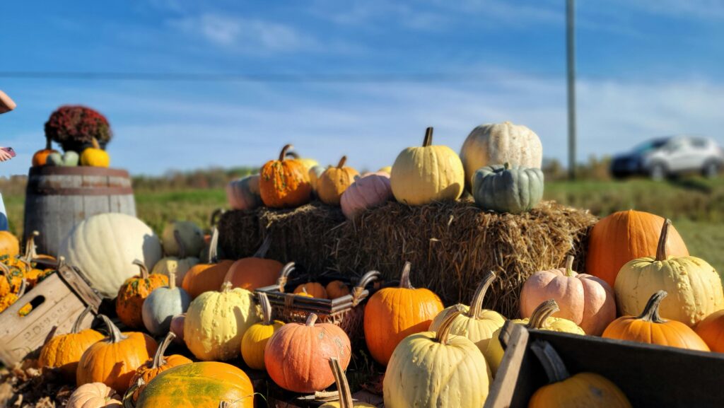 a colorful assortment of pumpkin and gourds displayed outdoors