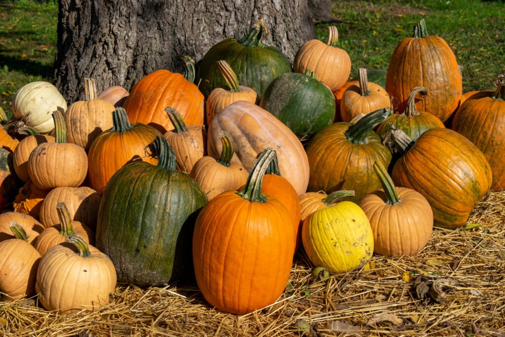 a pile of pumpkin sitting next to a tree