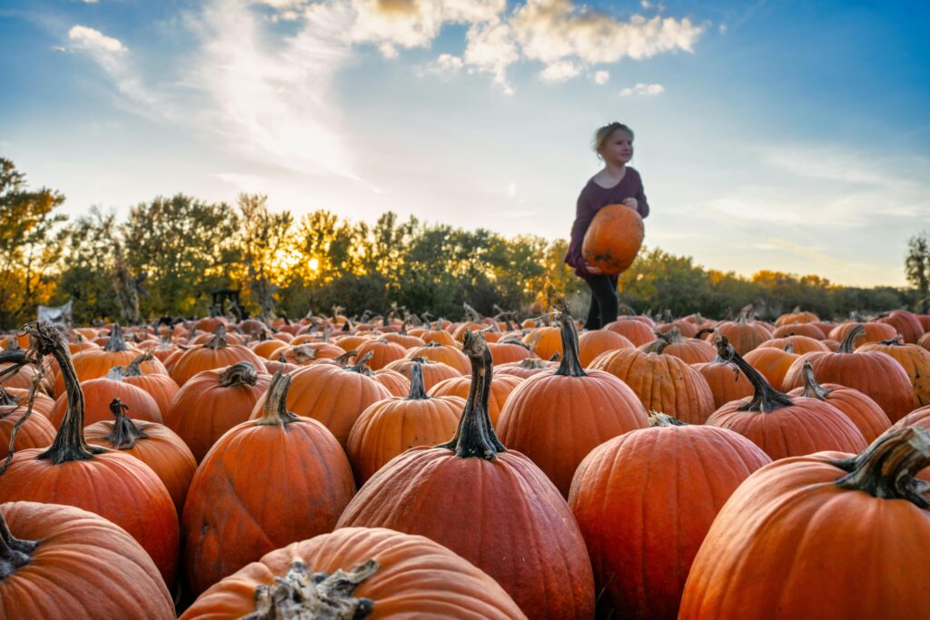 a little girl standing amid pumpkin lying outdoors at sunset