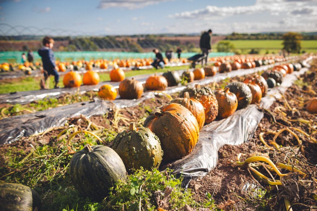 Rows of colorful pumpkins and squash growing along a farm field with visitors picking pumpkins in the distance