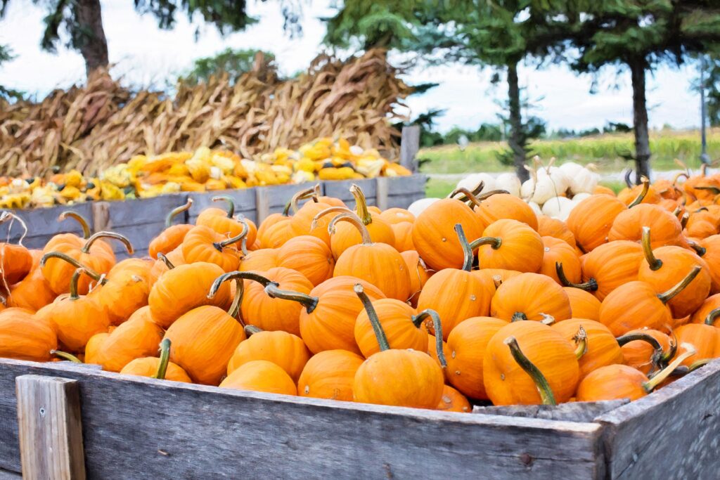 Wooden harvest crate filled to the brim with small bright orange pumpkins at an outdoor autumn market